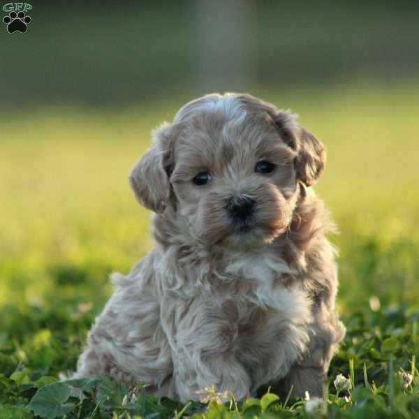 Diamond, Maltipoo Puppy